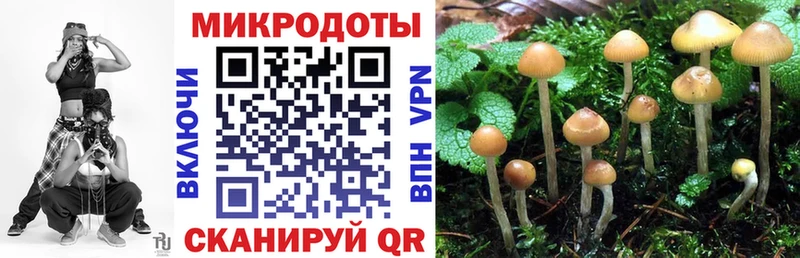 Псилоцибиновые грибы Psilocybe  Плёс 
